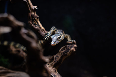 portrait of live monitor lizard varan