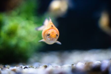 Goldfish with copy space front eye focus mouth openの写真素材