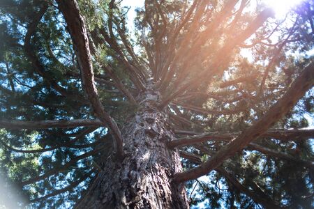 forest tree nature green wood sunlight background branches light flare natural magicalの写真素材