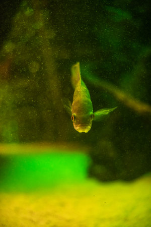 White Giant gourami fish Osphronemus goramy swimming in aquarium tank bubbles focus eyes central...