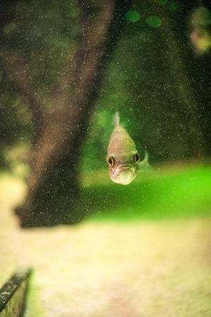White Giant gourami fish Osphronemus goramy swimming in aquarium tank bubbles focus eyes central...
