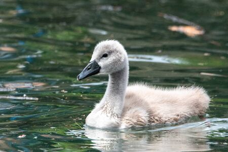 Newly hatched cygnet on water baby swan white fluffy cute family dirty urban waterの写真素材