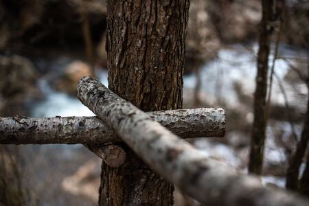wood tree path logs forest rustic hiking copy spaceの写真素材