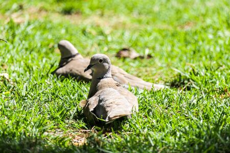 Couple of Pigeons green grass natural habitat city sunny day summerの写真素材