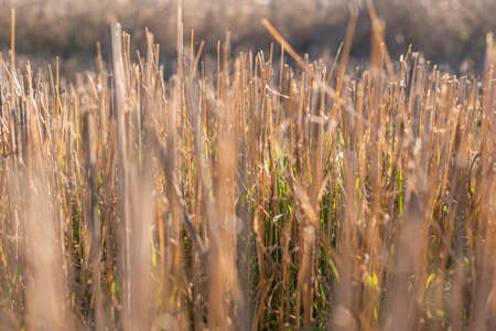Hay straw field golden close-up beautiful summer rural sun landscape bulgaria perspective creativeの写真素材