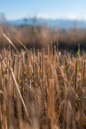 Hay straw field golden close-up beautiful summer rural sun landscape bulgaria perspective creativeの写真素材