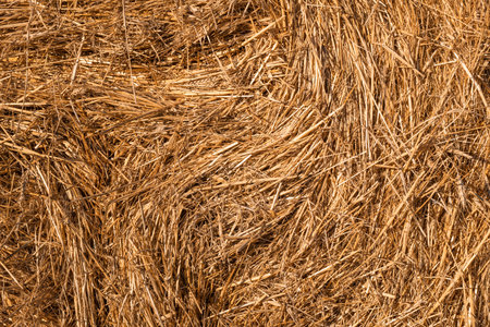 Hay texture golden straws close-up bulgaria sunny orange yellow nature ecology rural sharp focus