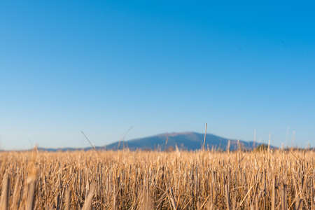 Hay straw field golden close-up beautiful summer rural sun landscape bulgaria perspective creativeの写真素材