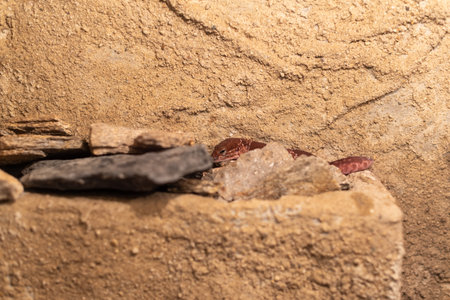 Small red gecko hiding cute funny in dry biome enclosure warm climate natural scenery