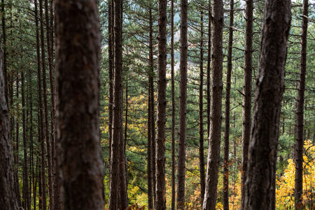 Natural looking autumn forest high symmetrical tree trunks path road with lots of copy space for...