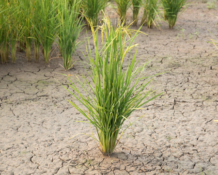 Rice crop at laosの写真素材
