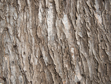 Bark tree texture