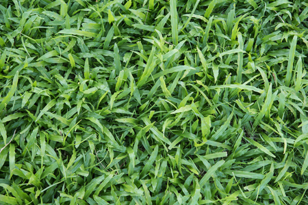 Green grass background turf grass textures surfaceの写真素材