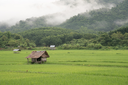 Cottage and Green Terraced Rice Field in Laosの写真素材