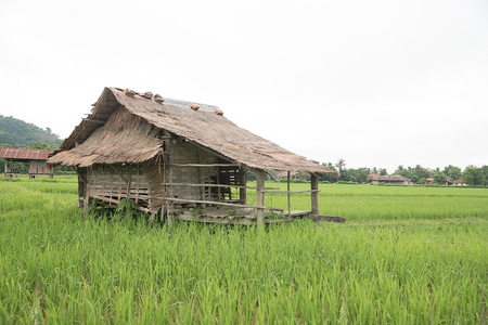Cottage and Green Terraced Rice Field in Laosの写真素材