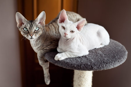 Devon Rex cats sitting on scratching post