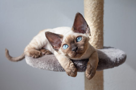 Devon Rex cat sitting on the scratching post