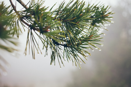 Raindrops on Pine Branch. Pine needles and water dropsの写真素材