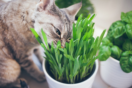 Devon rex cat is eating grass. Pet grass. Cat grassの写真素材