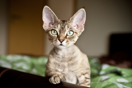 Devon Rex kitten is looking what is going on. Curious expression. Indoor cat. Lifestyle. Domestic pets.の写真素材