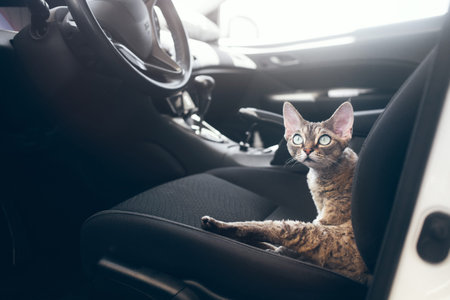 Beautiful Devon Rex cat is sitting in a car seat. Cat is feeling comfortable and relaxed. Train your...