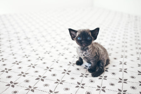 Little - one month old Devon Rex kitten with funny big ears is looking at camera and sitting on the...
