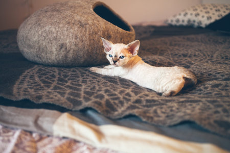 Cute funny Devon Rex kitten is resting and laying on a bed on a soft wool blanket. Happy chilling...