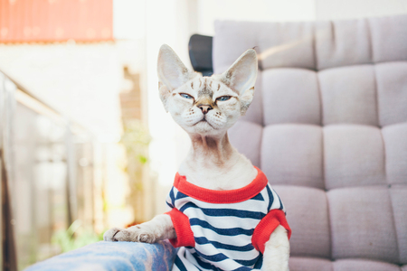 Close-up portrait of a funny Devon Rex cat with blue eyes, dressed in hipster style striped clothes and sitting on the arm chair on the balcony, smelling warm spring air,  looking directly at cameraの写真素材