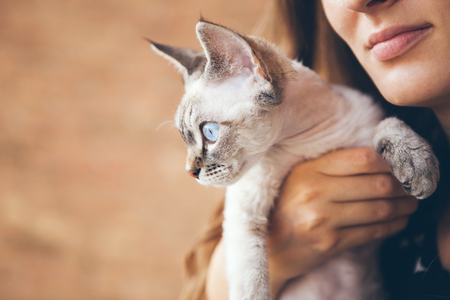 Close-up of a beautiful young woman holding cute kitten.Profile of a beautiful cat with blue eyes. Orange background, copy-space area for your promo text or advertisementの写真素材