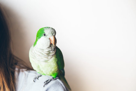 Exotic animals. Monk parakeet is looking at camera with curiosity expression. Quaker parrot is...