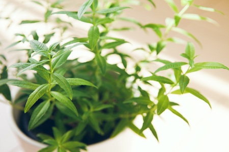 Aloysia citrodora, lemon beebrush, lemon verbena growing on the balcon. Selective focusの写真素材