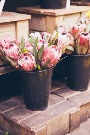 Protea flower in a bucket in flowers shop. Selective focus vertical image. Sugarbushes, bunch of flowersの写真素材