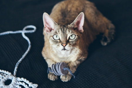 Beautiful tabby color Devon Rex cat is sitting and waiting owner to play with new toys. Black...