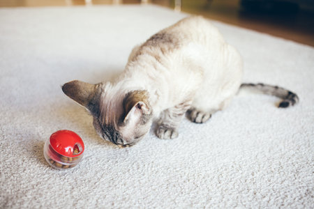 Cat is sitting on the carpet and is playing with slow food toy - red color ball dispenser that slowly feeds the kitty and satisfys cat's inherent need to hunt. Selective focus natural light photoの写真素材