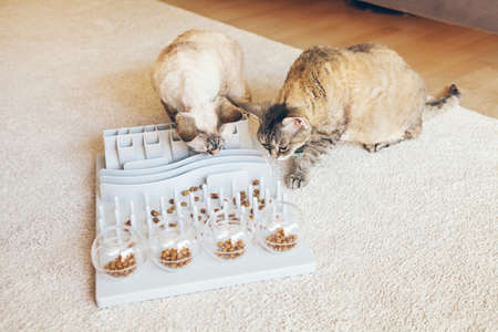 Mental challenges game for cats, can also be used for daily feeding with dry food. Slow feeder toy for cats stimulates felines mentally and physically. Entertaining for the domestic cat.の写真素材