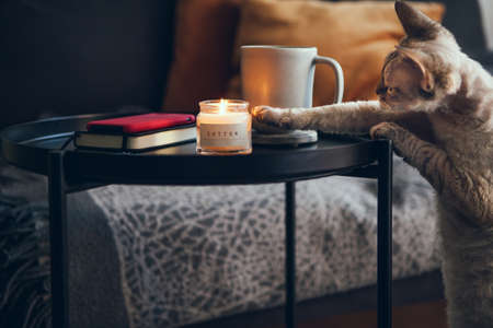 After busy work day resting at home, drinking cup of Chamomile tea just to feel to relax. Notebook for writing some thoughts, plans. Little candle with calming fresh cotton aroma. Natural lightの写真素材