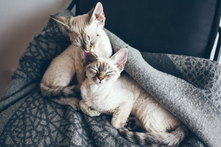 Two adorable and funny Devon Rex kittens with blue eyes are laying down together on the soft wool...