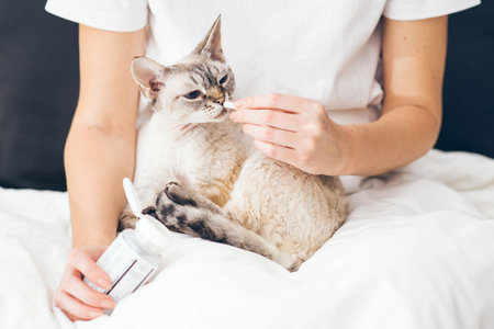 Woman at home holding her lovely Devon Rex cat on lap and gives it a pill. Gray tabby cute kitty....