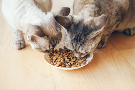Close up photo ow two cats eating dry food from white ceramic plate placed on wooden home at home interior. Natural light, selective focus photoの写真素材