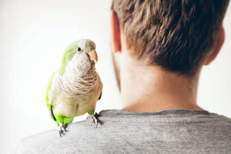 Parrot is sitting on mans shoulders and looking directly at camera. Domesticated birds concept. Copy space area. Natural light photo.の写真素材