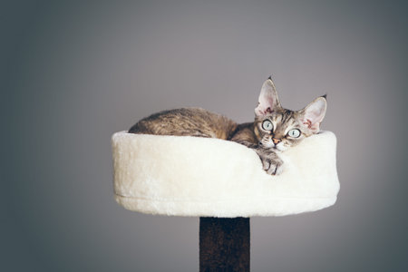 Close up photo of a Devon Rex cat with funny face expression laying down on top of cat furniture -...