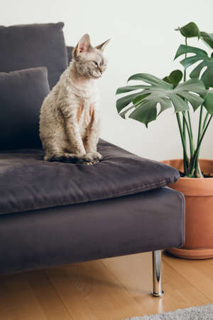 Purebred adult Devon Rex female cat is sitting on black couch at home. Modern minimalist interior decorated with Monstera plant in ceramic pot.の写真素材