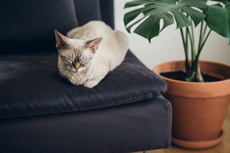 Cute at sleeping on the sofa at home. Sleeping feline - perfect dream. Natural light, warm and nice...