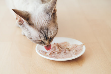Cat eating wet food from the white plate placed on wooden floor at home. Nourish your fur-kid from the inside out with soup for felines.の写真素材
