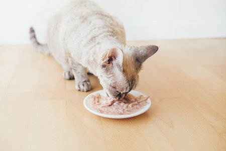 Cat eating wet food from the white plate placed on wooden floor at home. Nourish your fur-kid from...