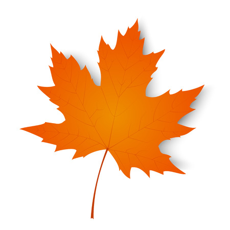 Autumn maple leaf isolated on a white background. Vector illustrationのイラスト素材