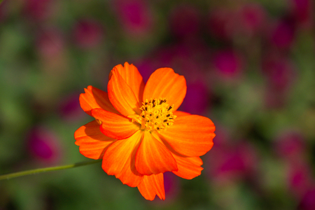 Beautiful bright orange flower with blurred backgroundの写真素材