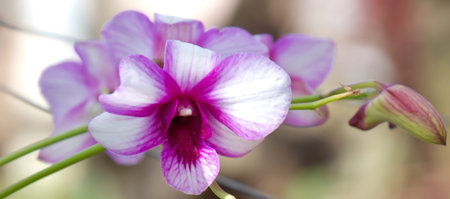 Beautiful white purple orchid flowers with green stemの写真素材