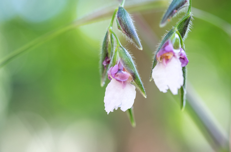Beautiful pink flowers with green stem and leafsの写真素材