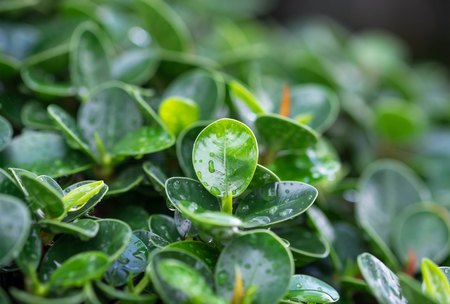 Fresh green leafs with water drops after the rainの写真素材